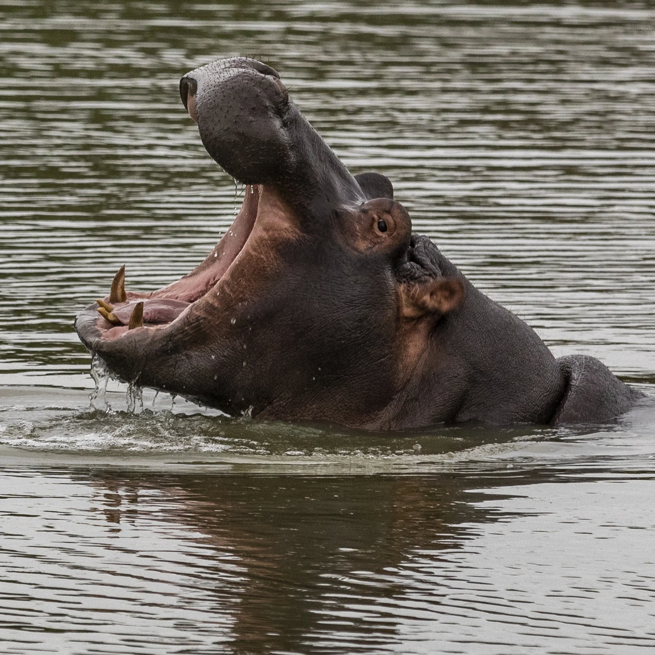 Phinda Private Game Reserve