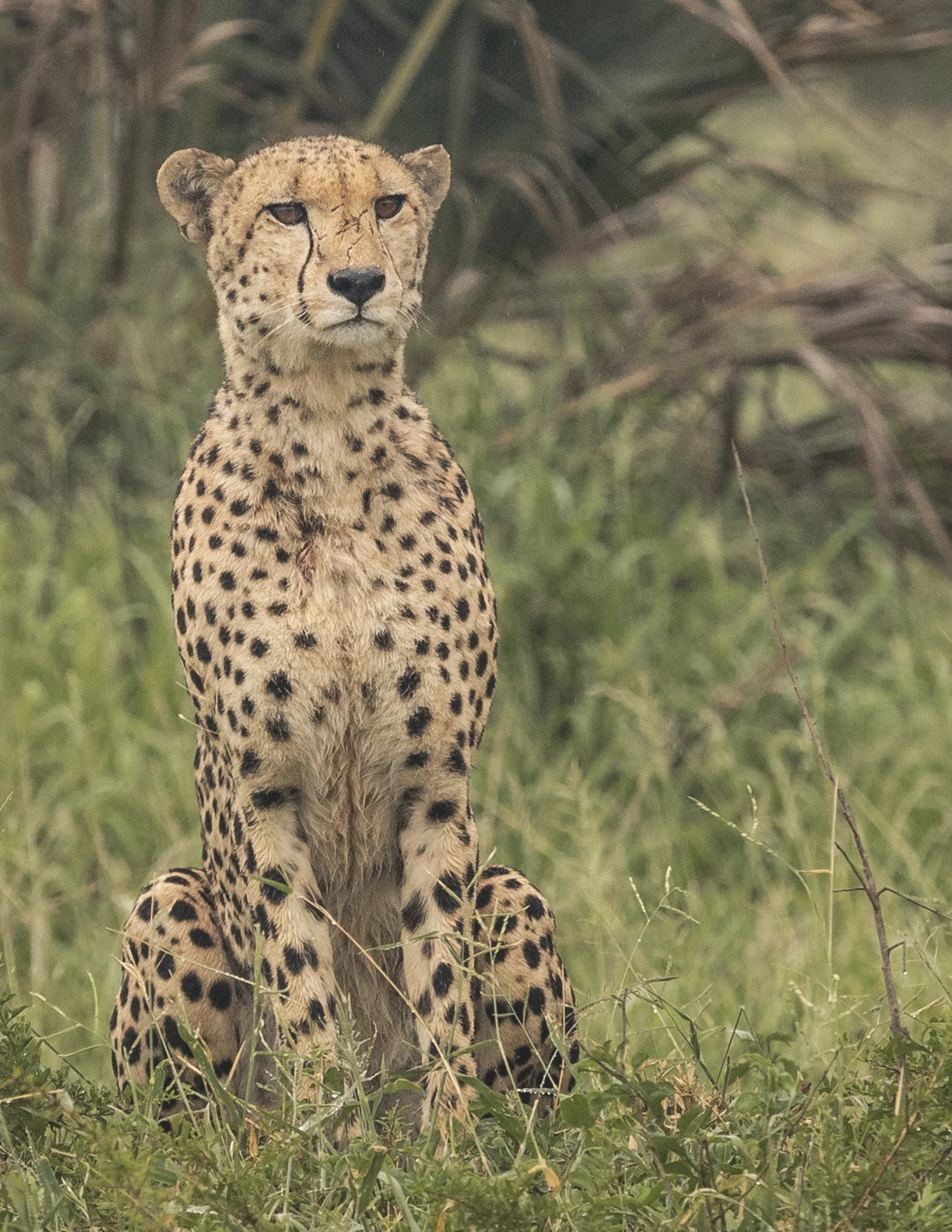Phinda Private Game Reserve