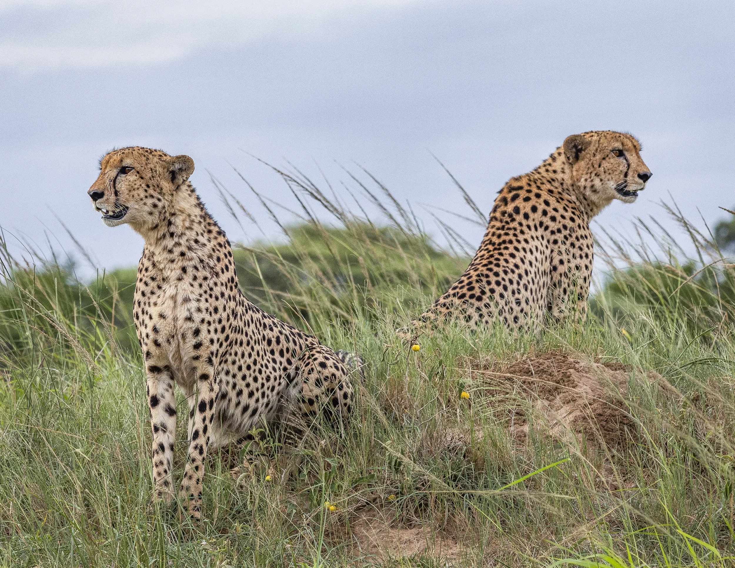 Phinda Private Game Reserve