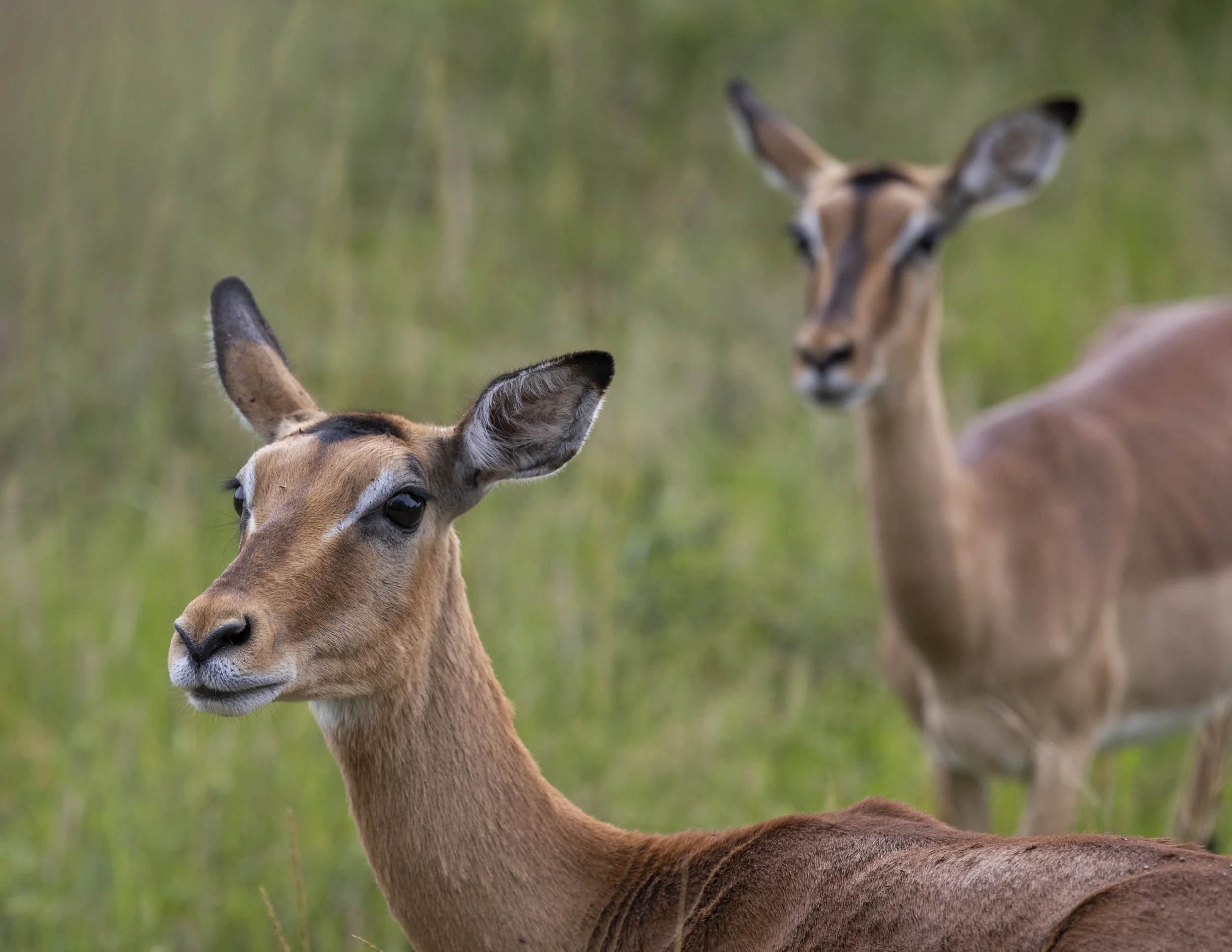 Phinda Private Game Reserve