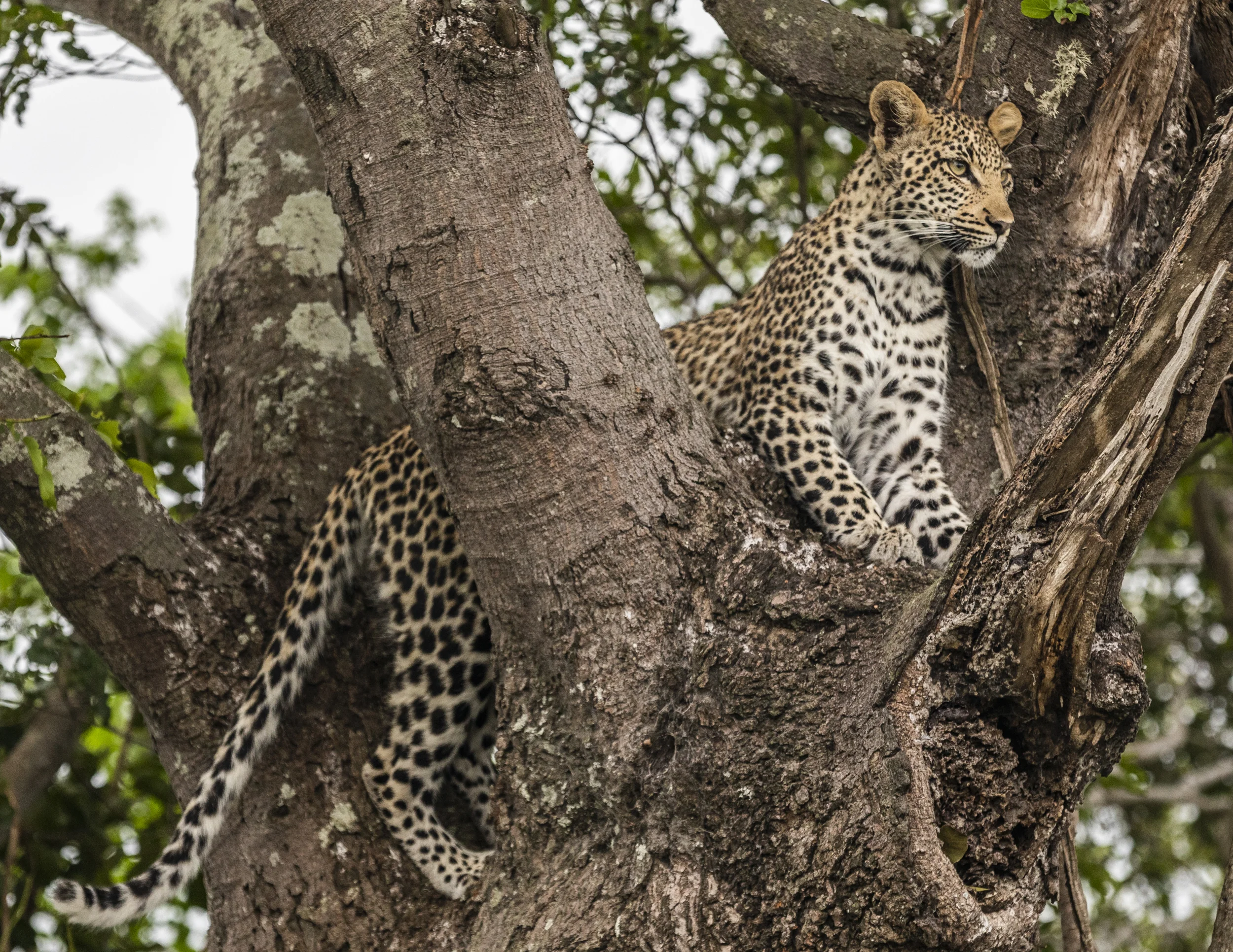 Phinda Private Game Reserve