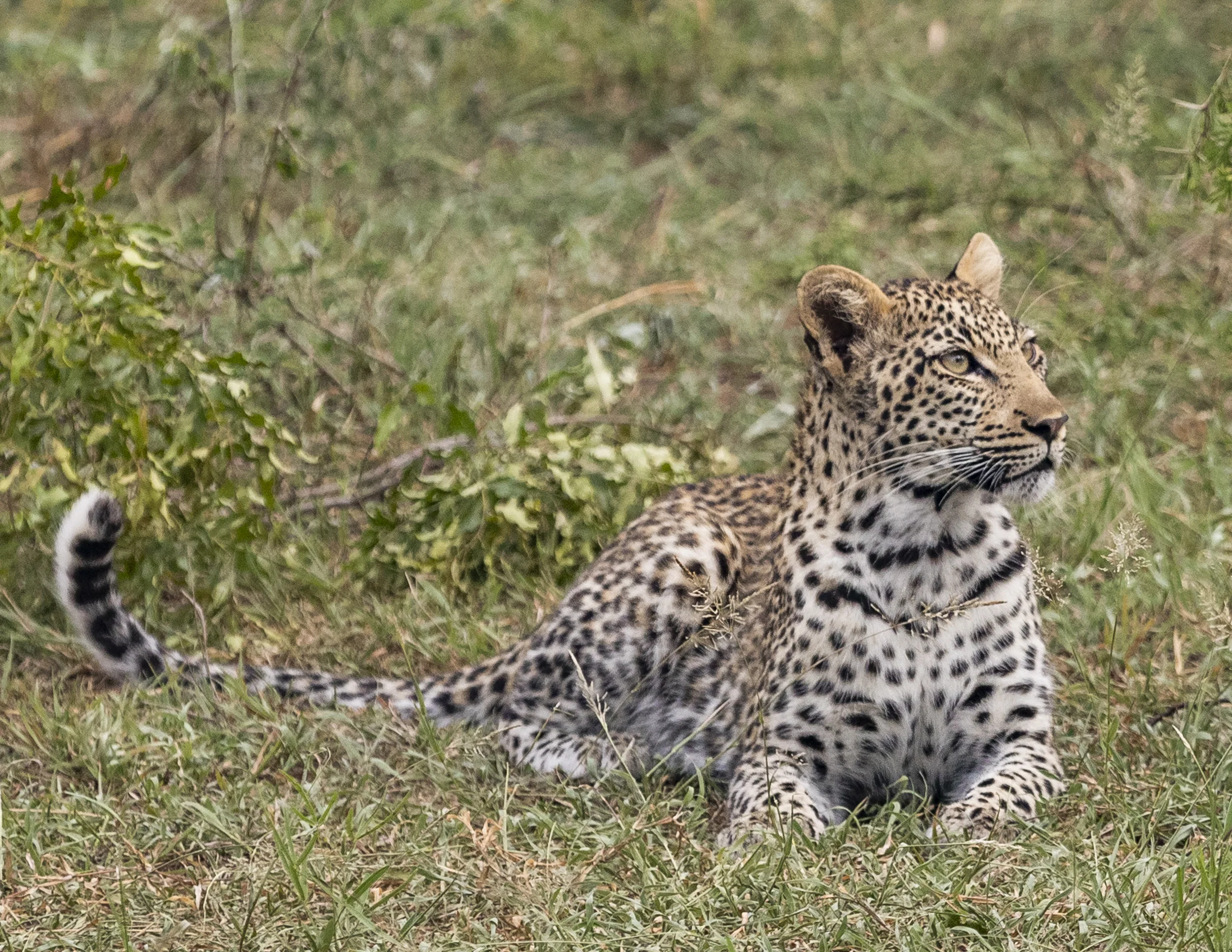 Phinda Private Game Reserve