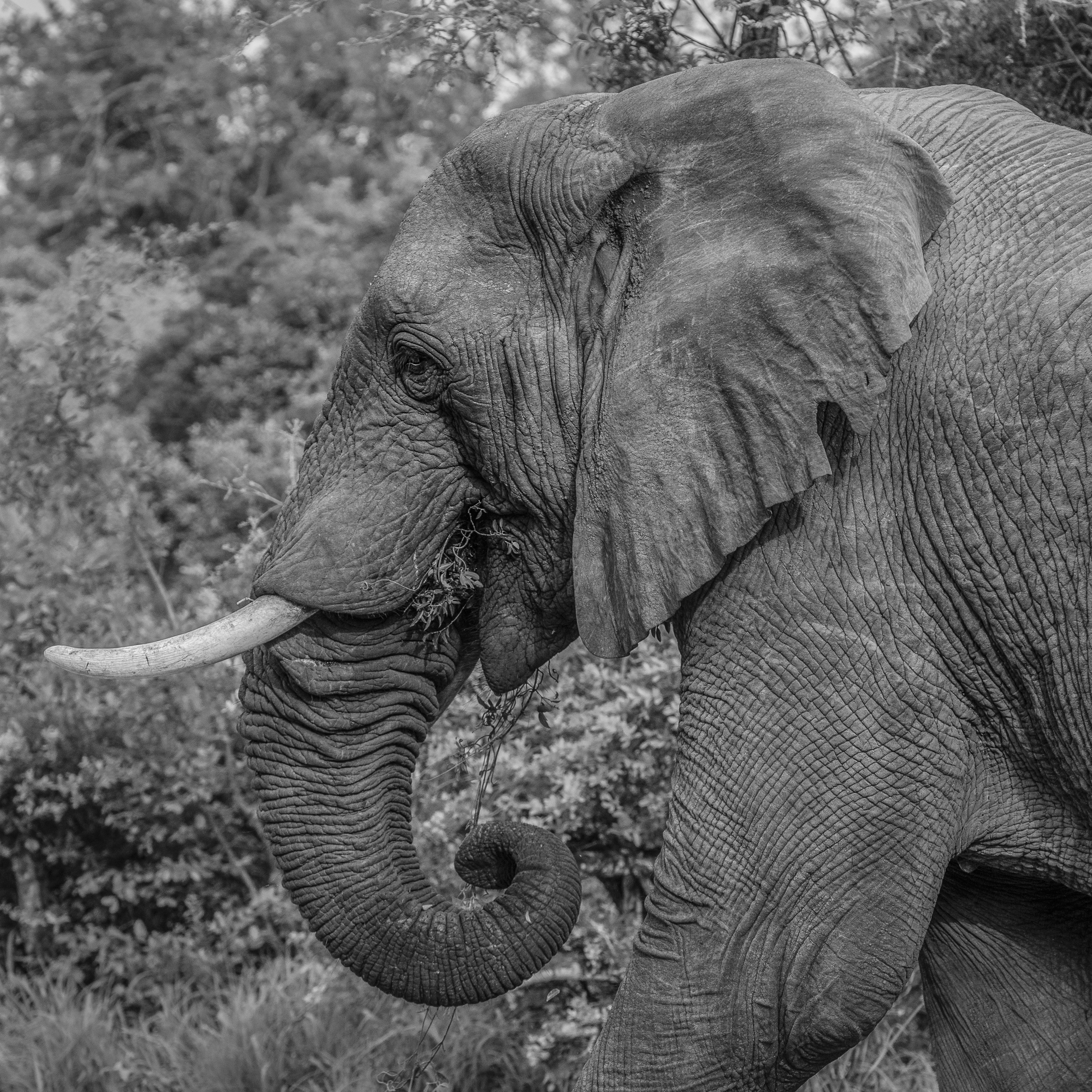 Phinda Private Game Reserve