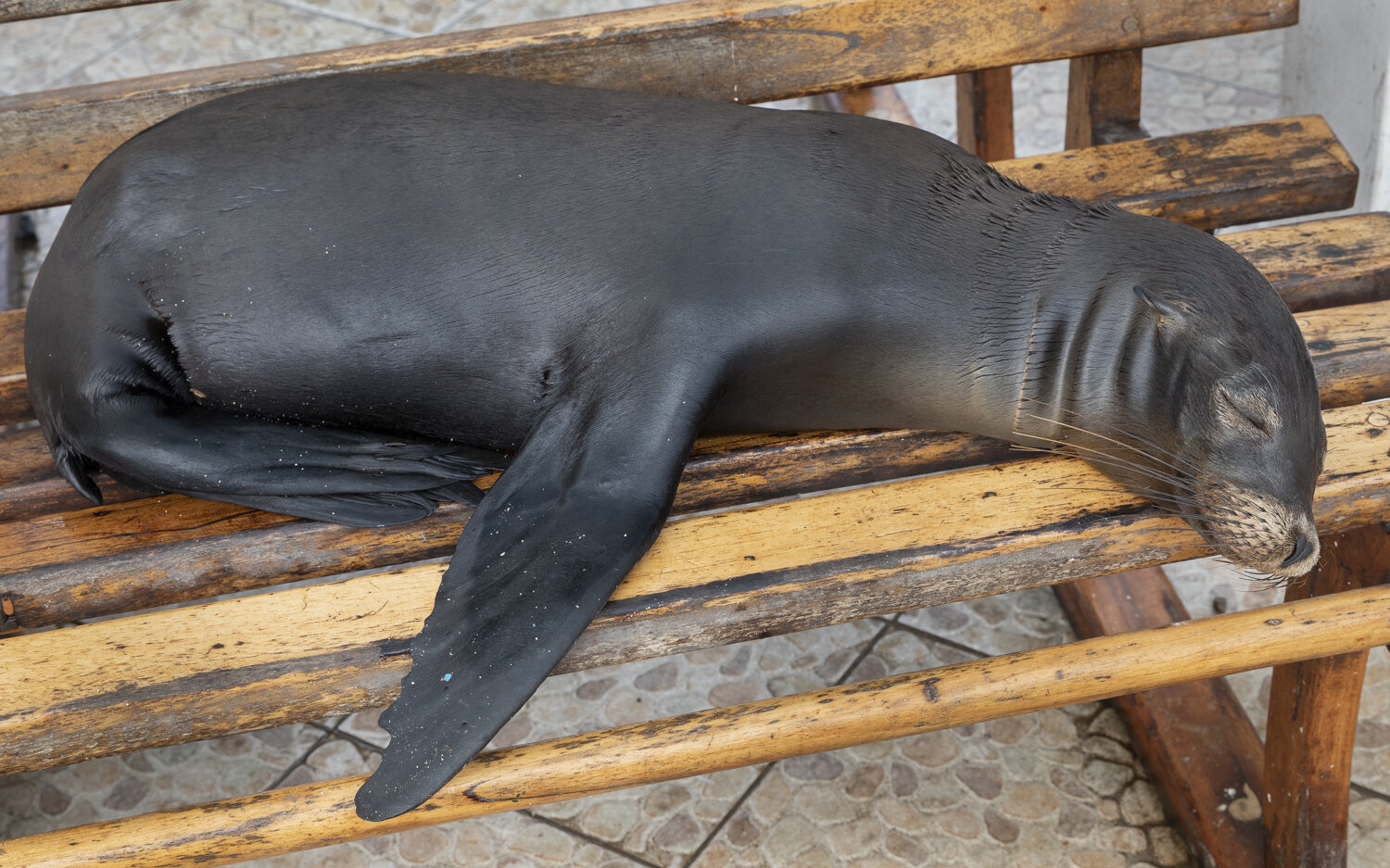  Galapagos Islands 