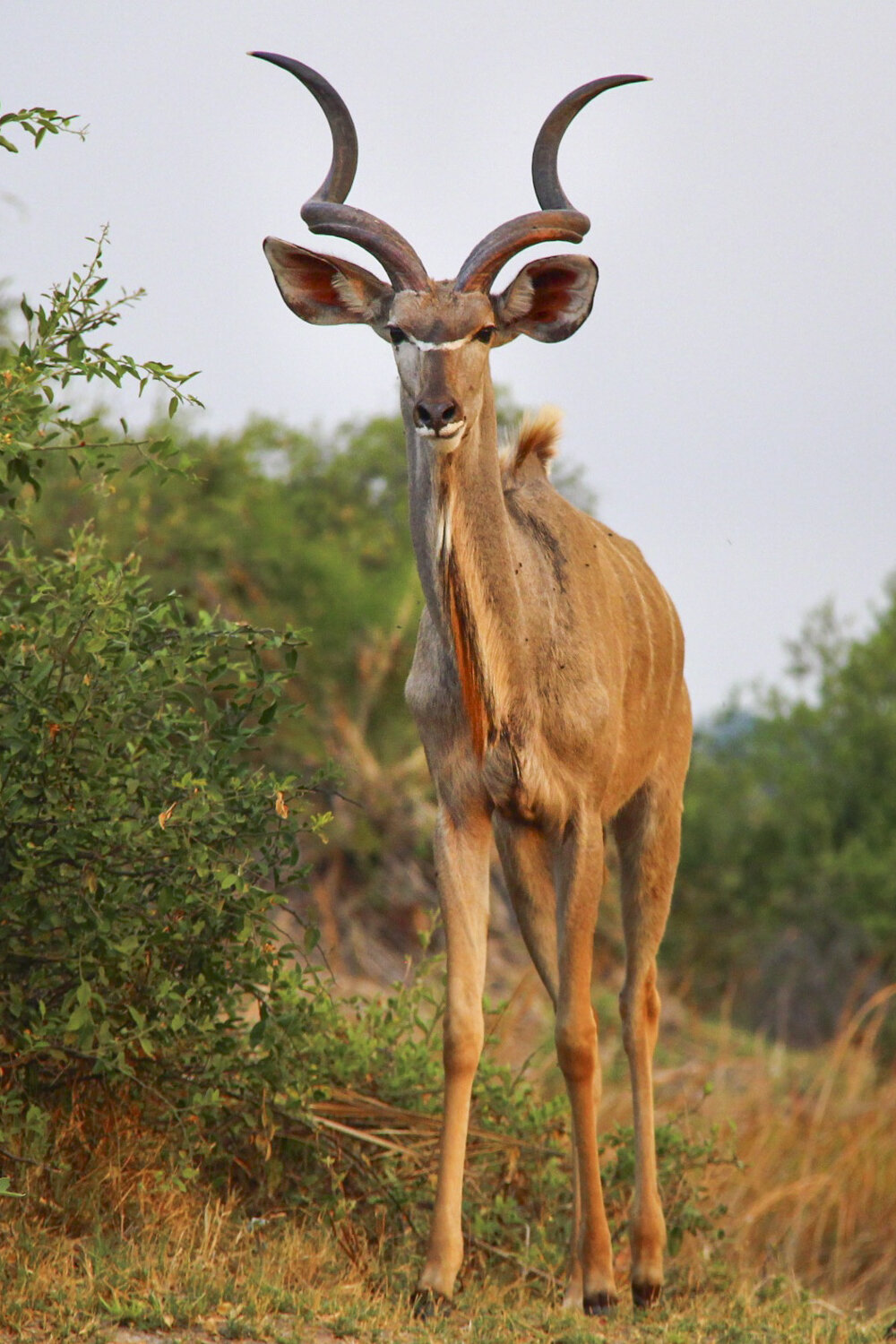  Namibia 