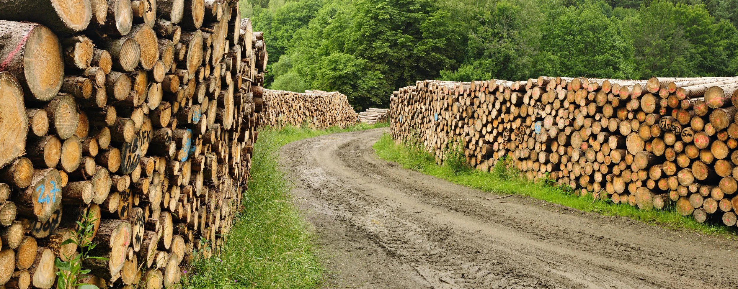 Timber Management