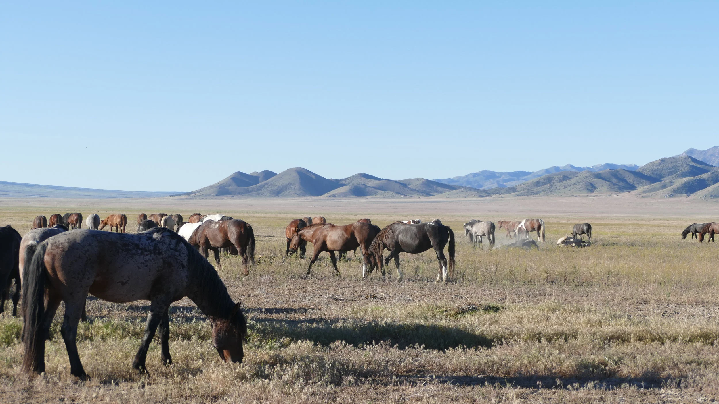 YOUR HORSE — America’s Mustang Story