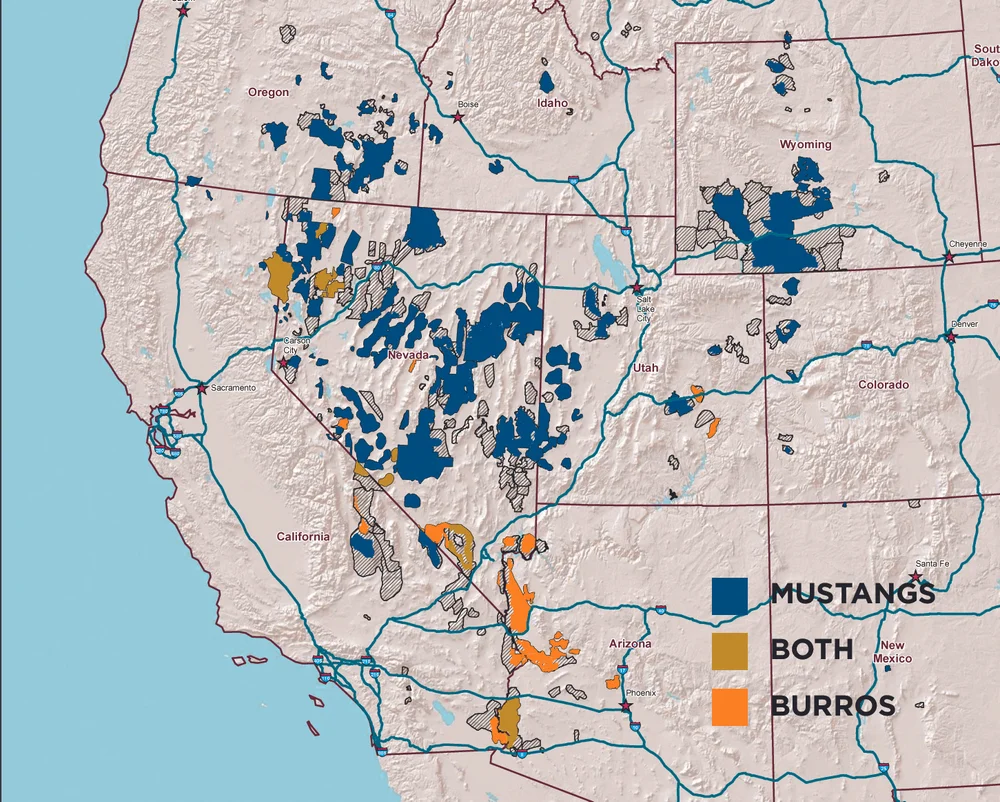 Your Horse On Range America S Mustang Story