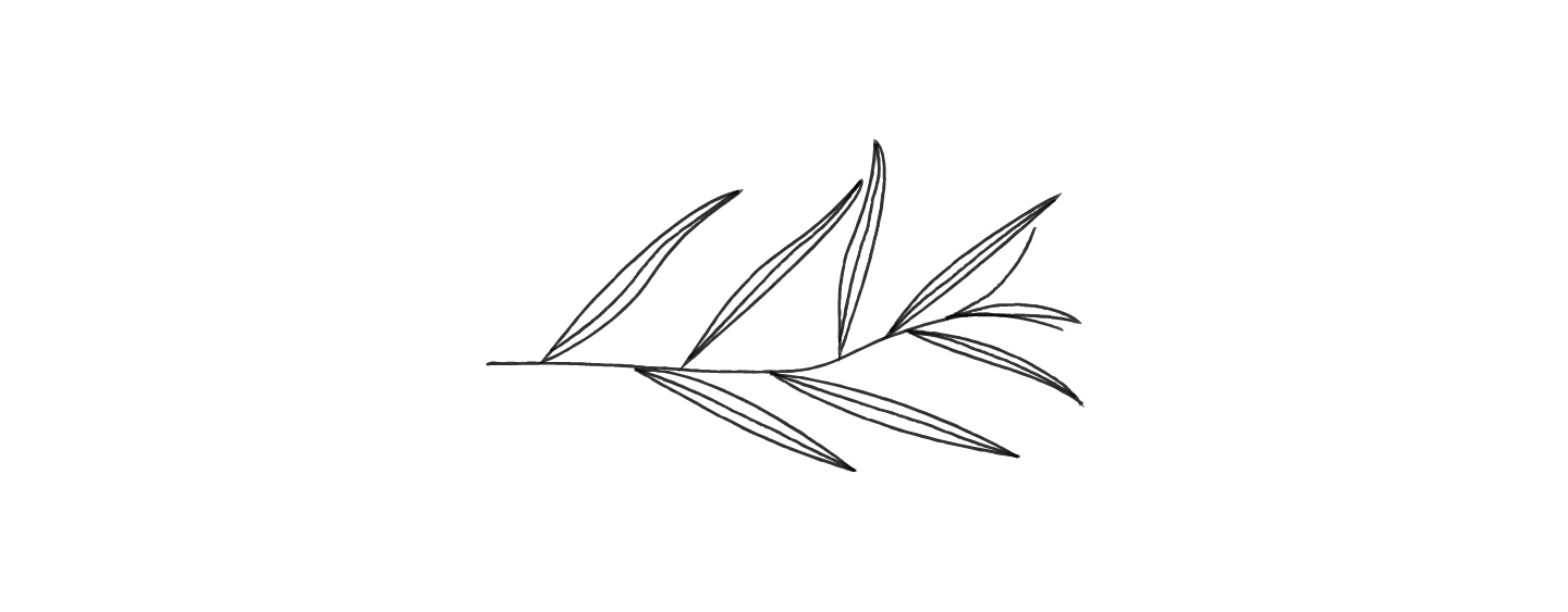 Willow-01.png