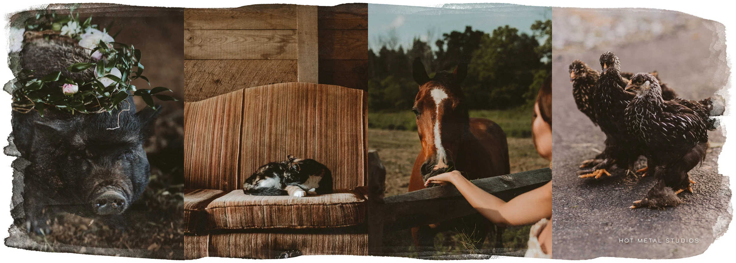 FarmAnimals.jpg