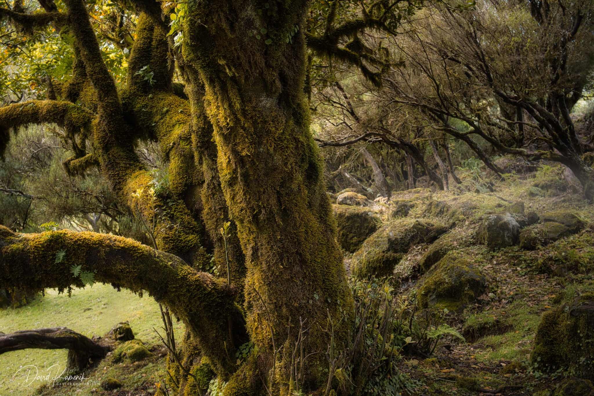Old Moss