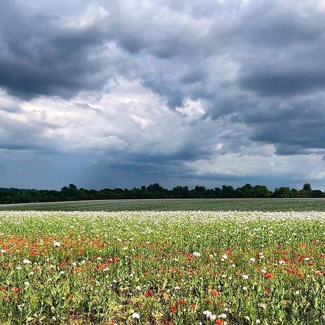 Today&rsquo;s walk. More sky. More poppies. More love for the landscapes on our doorstep. #greyskies #poppies #artinnature