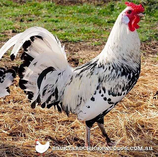 We decided to get some hatching eggs for our incubator. The lady we got the eggs from has two breeds. These Hamburgs, and, Ayam Cemani, hens that are clearly the poultry equivalent of the actual Devil. I was drawn to the Devil in the same way that I&