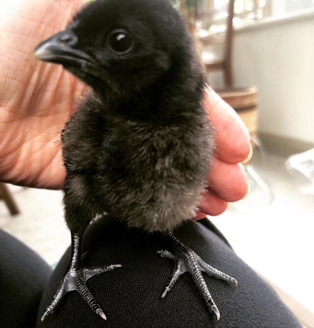 Lucy thinks all crime writers should have a familiar 🖤... .
.
.
#AyamCemani #chickensofinstagram #chick #Lucy