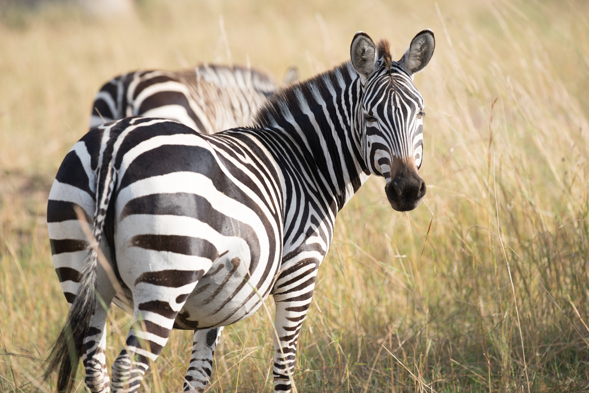 Zebra cakes..damn_.jpg