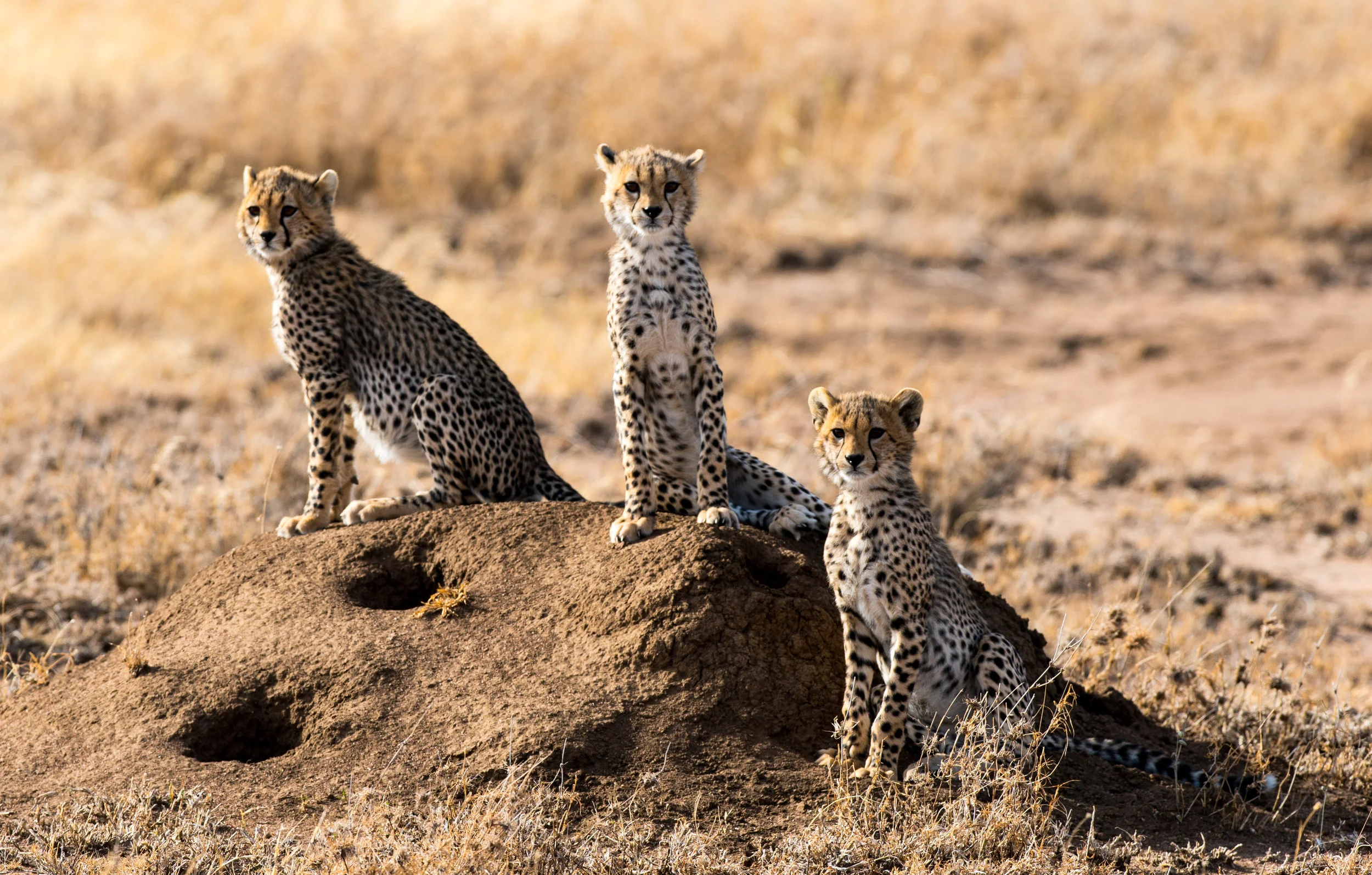 3 cheetah cubs.jpg