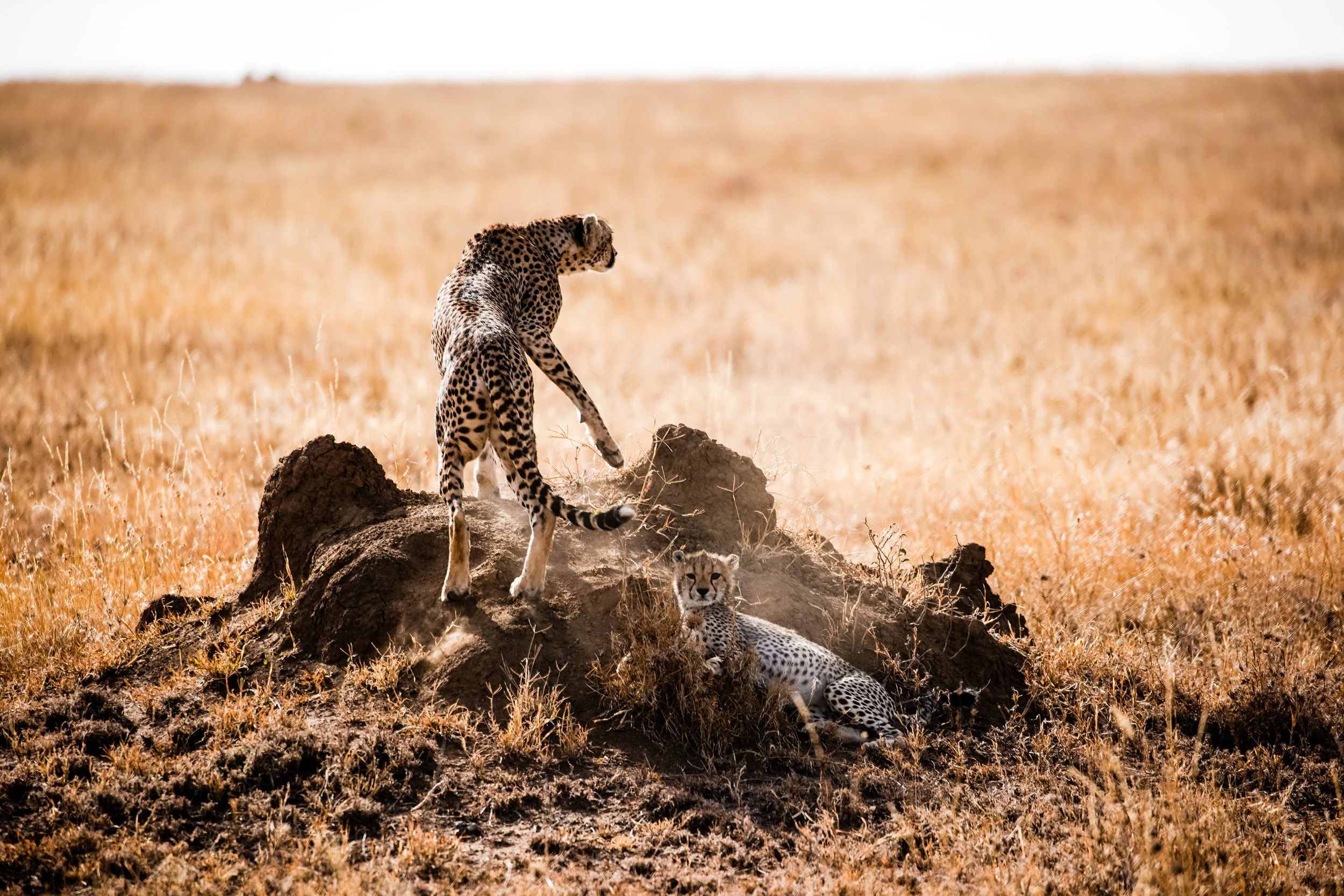 cheetah hunting with cub color.jpg