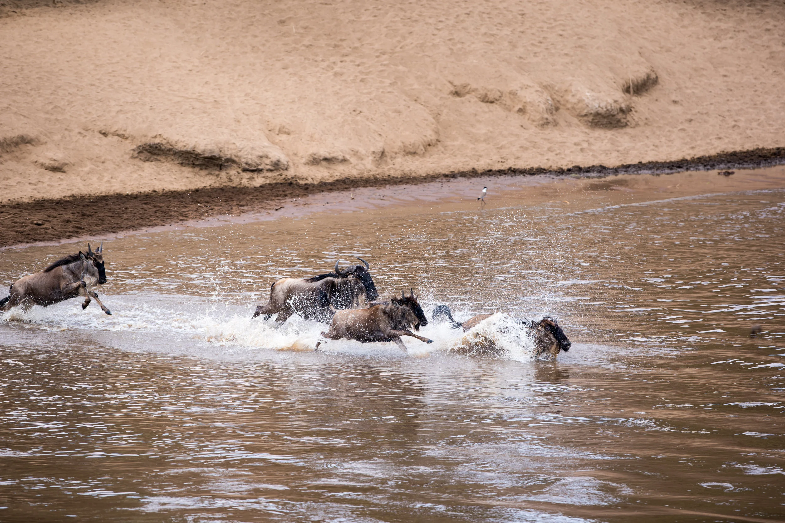 wildebeest jumping in river.jpg