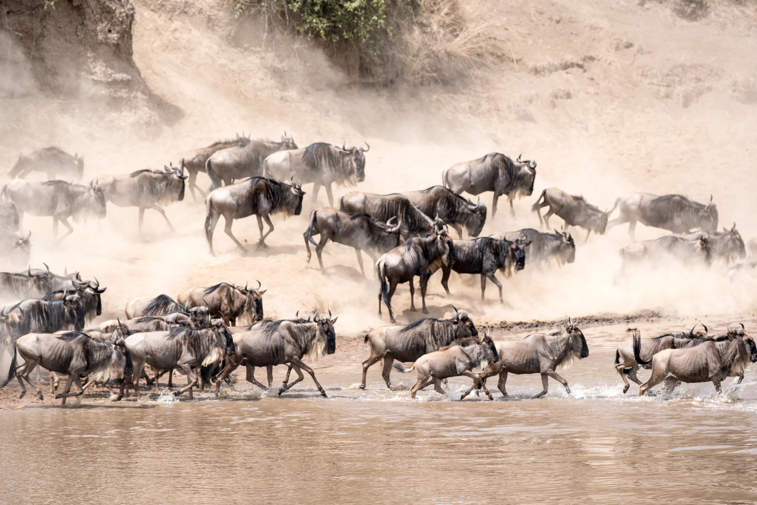 wildebeest crossing dust.jpg