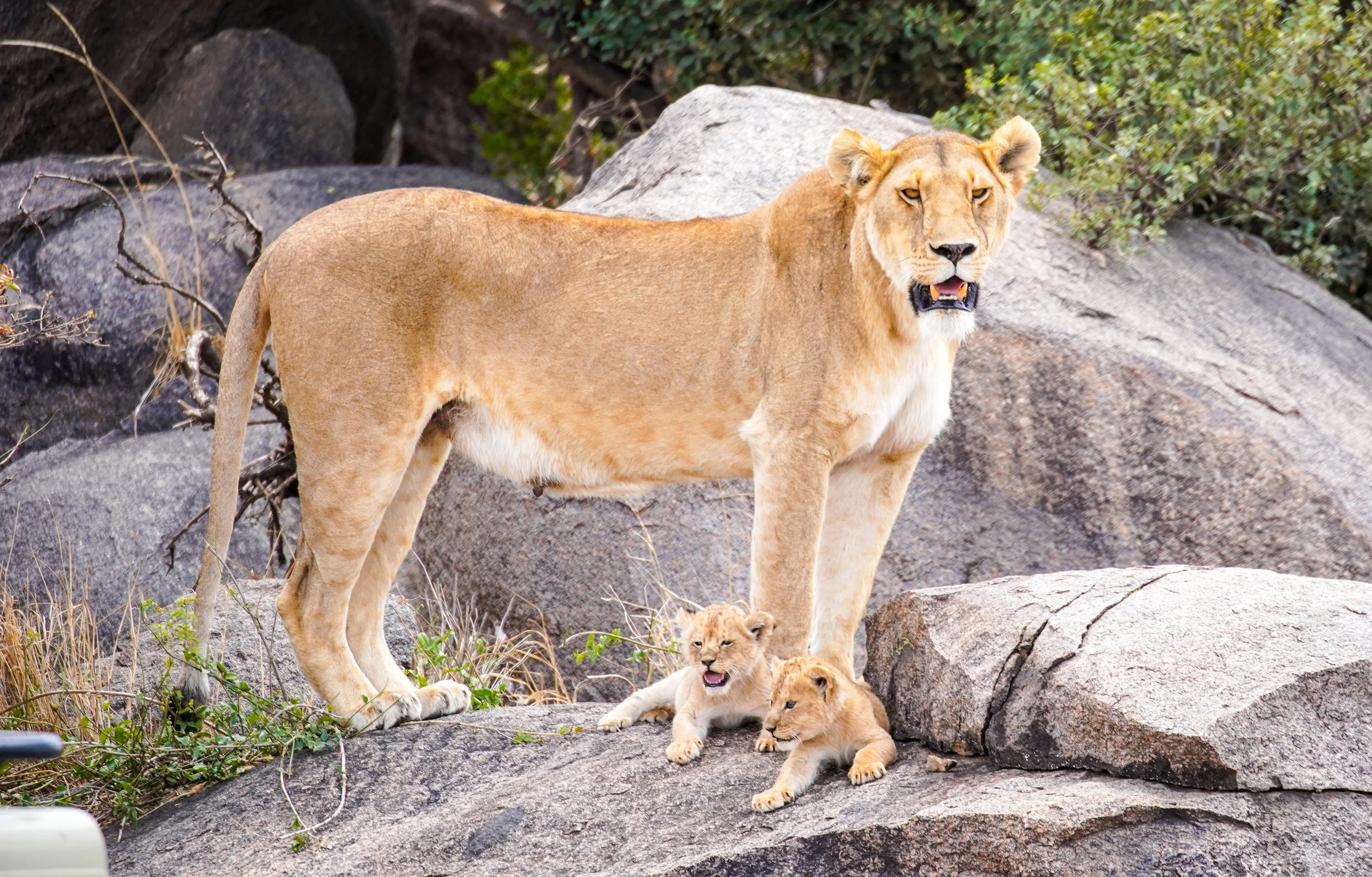 lioness and two cubs.jpg