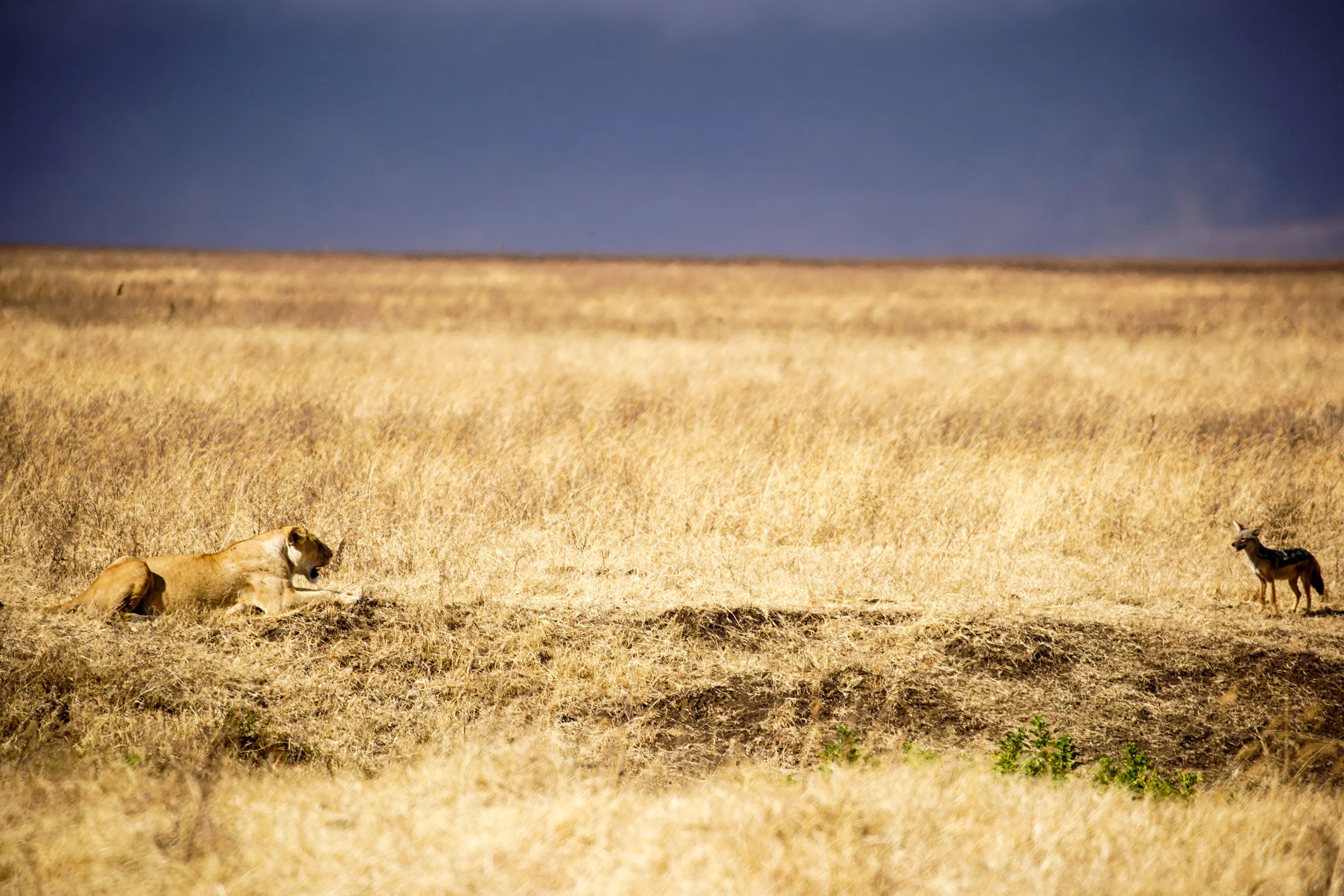 lion jackle stand off.jpg