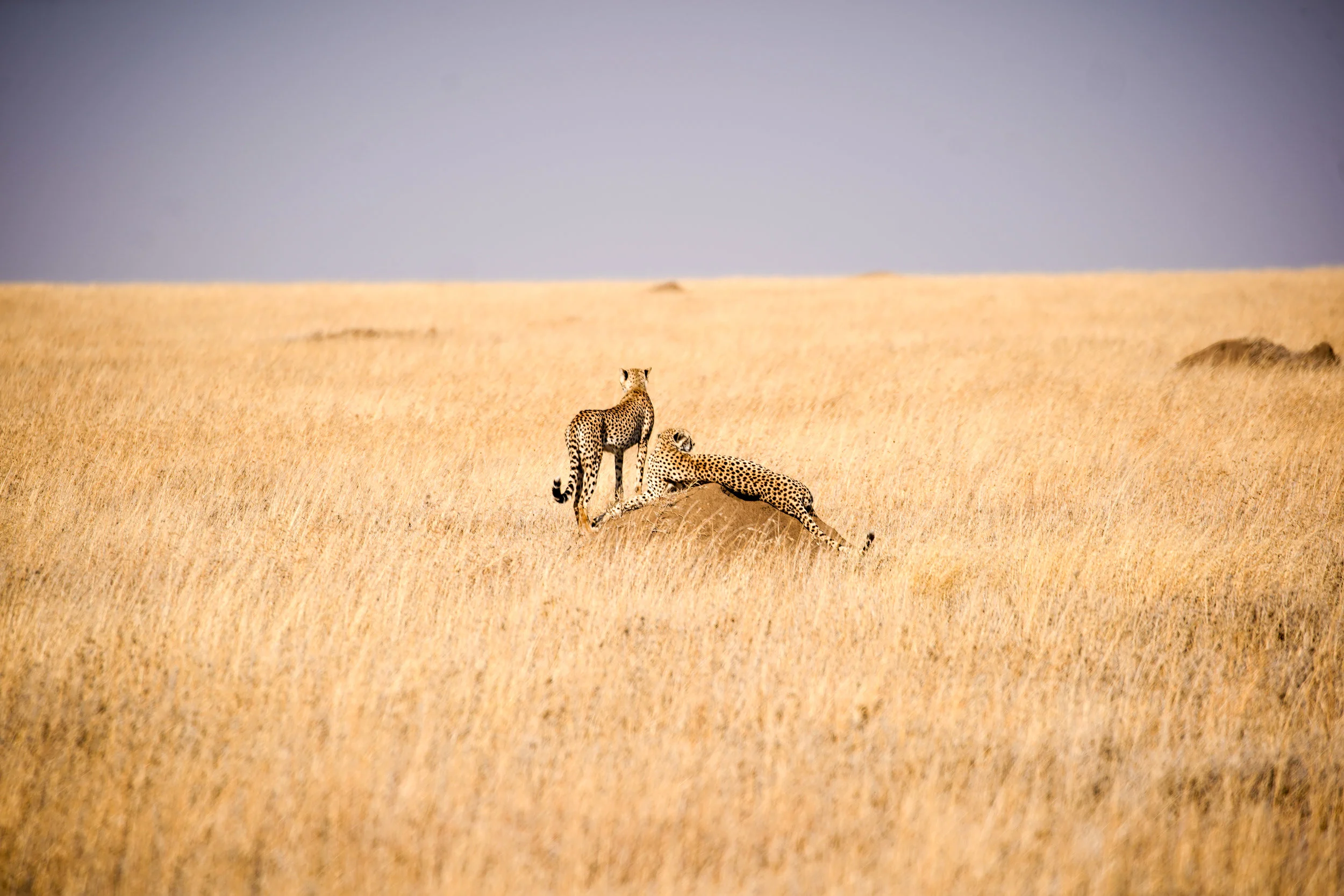 mother and juvi cheetah.jpg