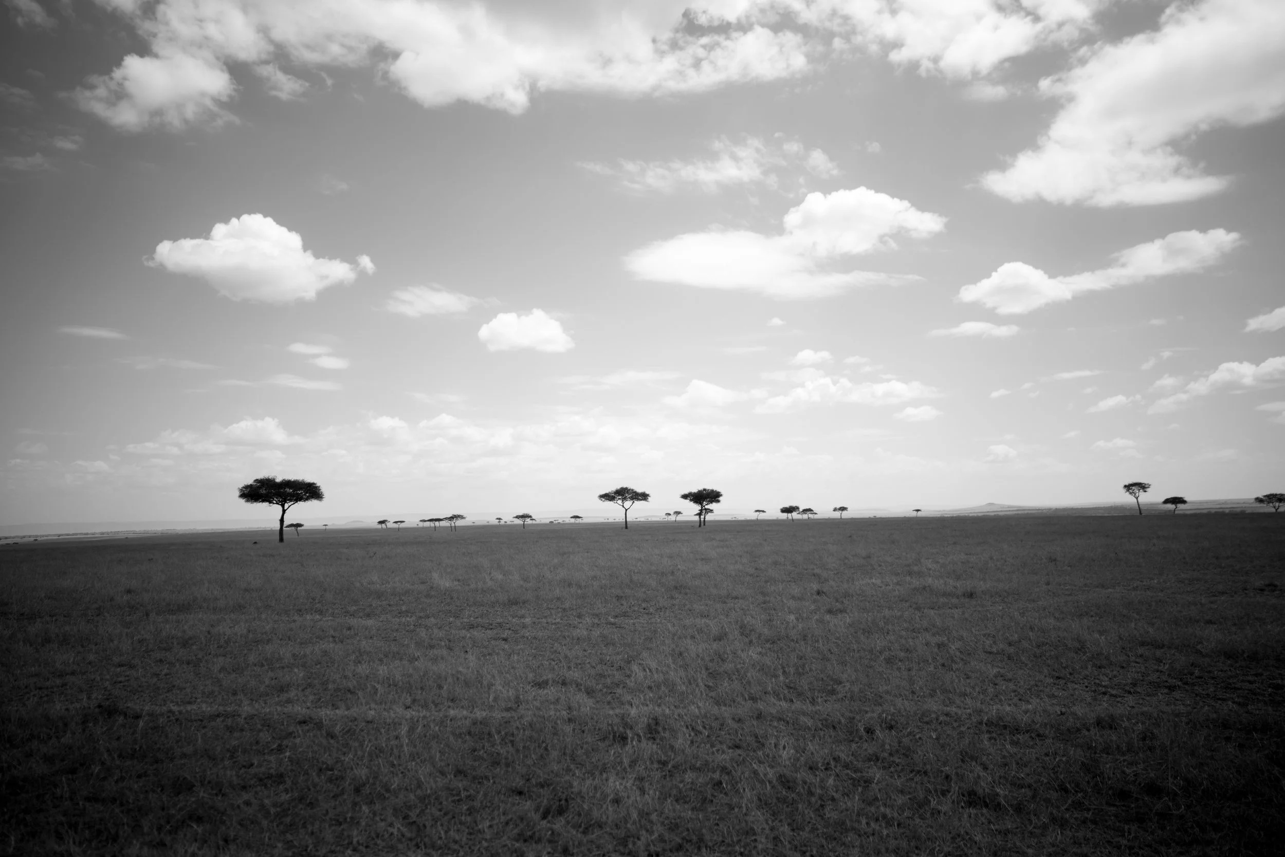 acacias on the serengetti.jpg