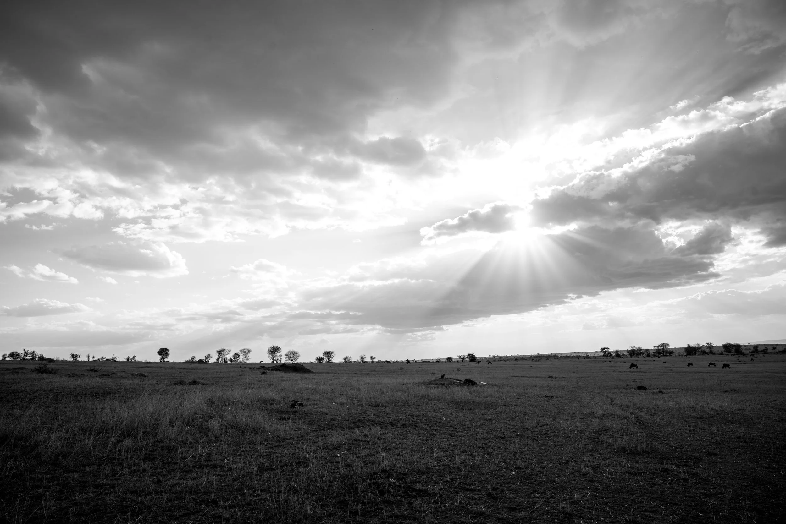 northern serengeti expanse.jpg