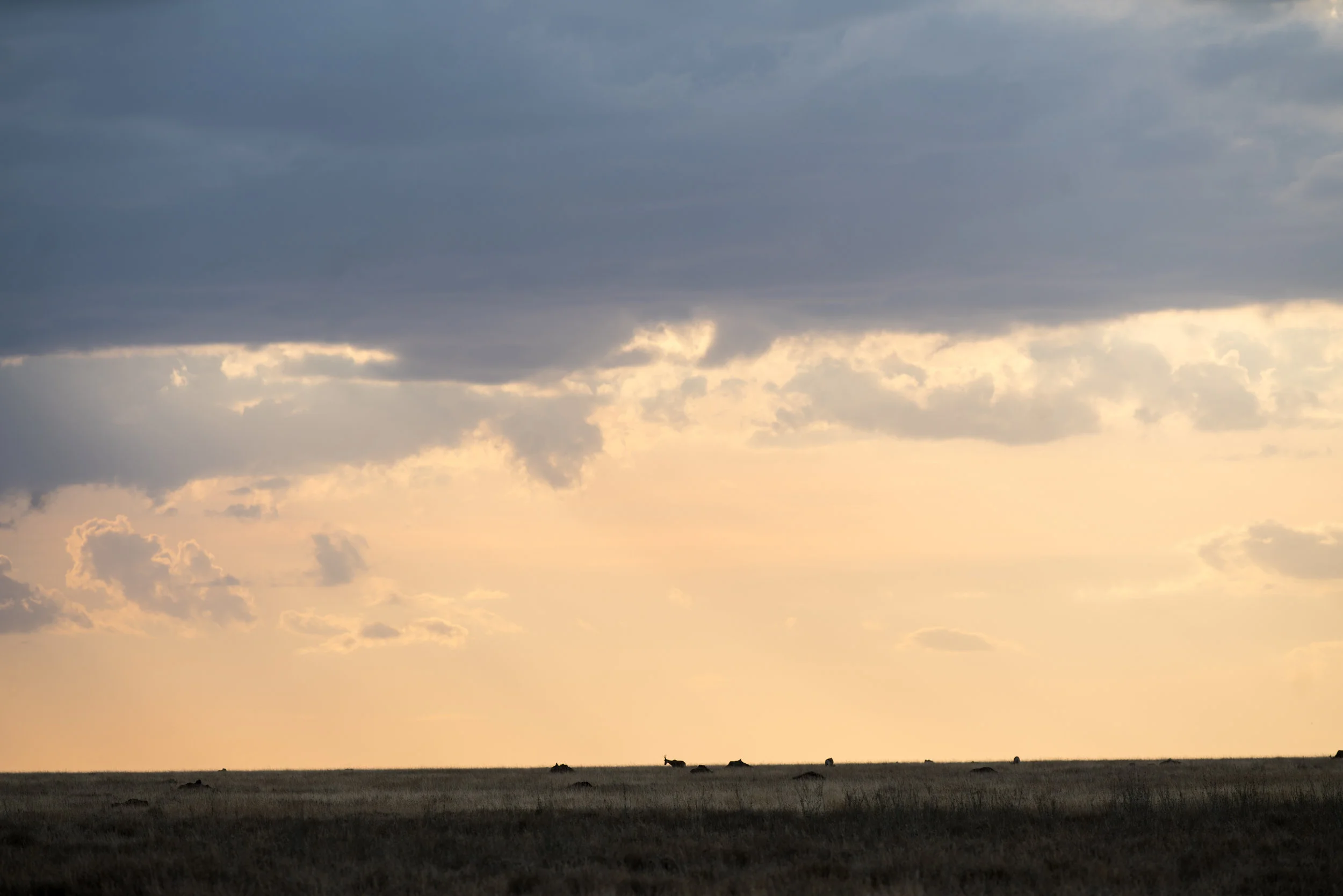 twilight central serengeti.jpg