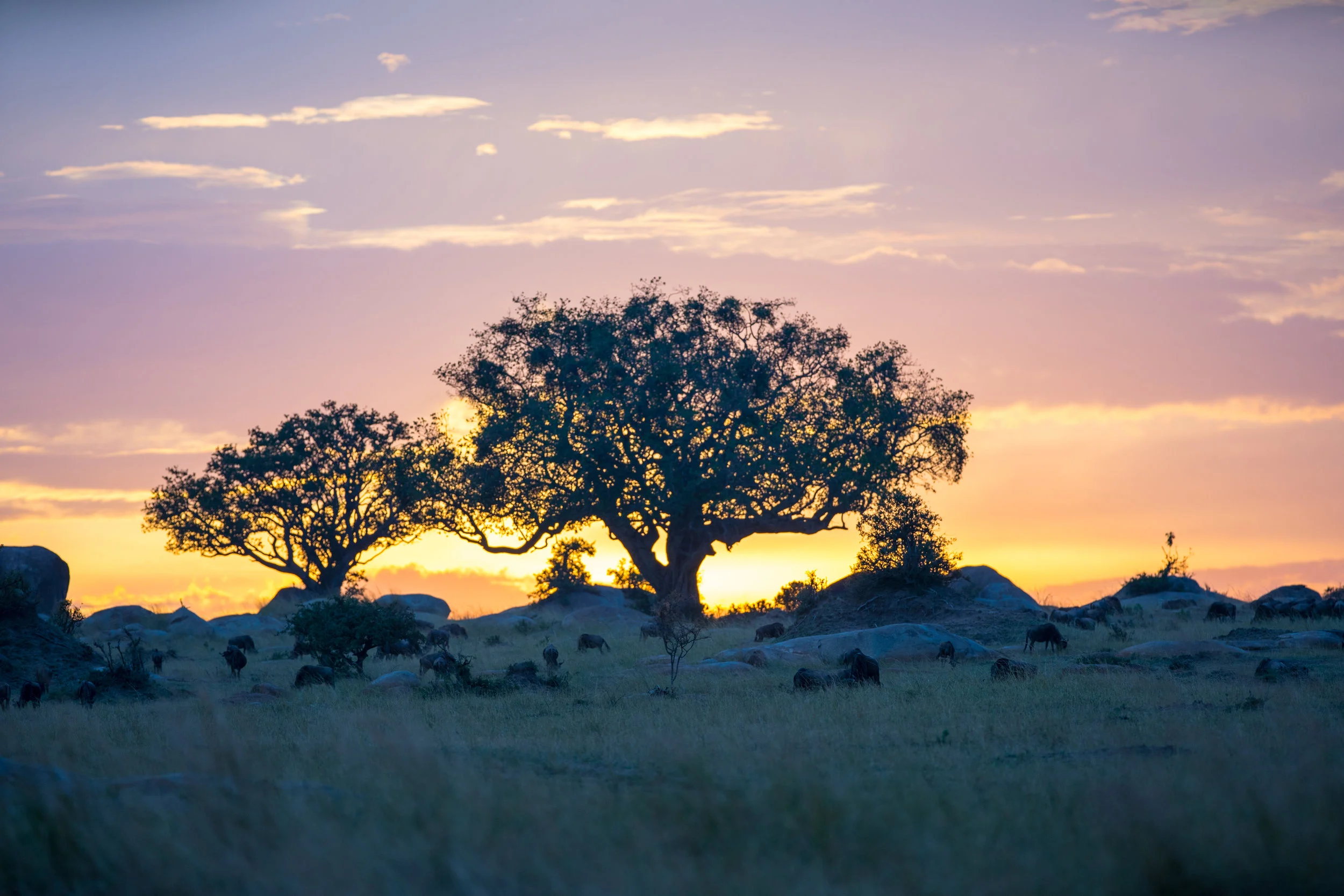 North Serengeti Sunset.jpg