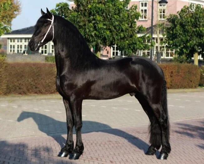 Auwert 514 Sport AAA