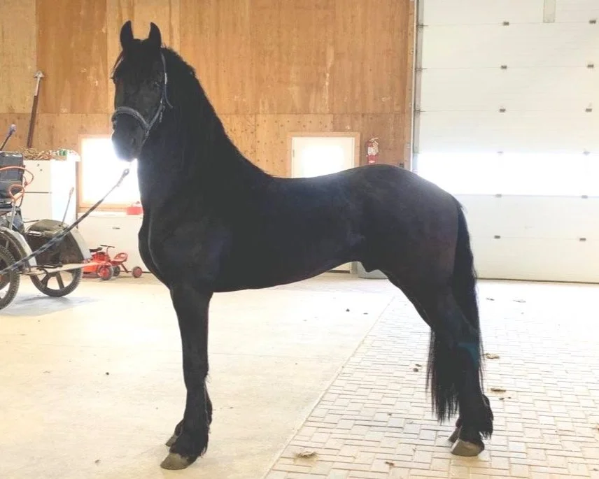 Dutch KCF