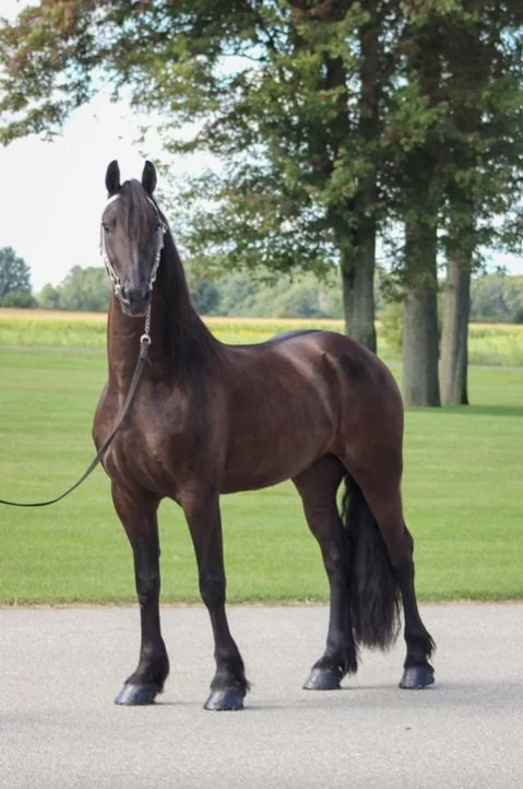 Elwryn of Horizon Friesians