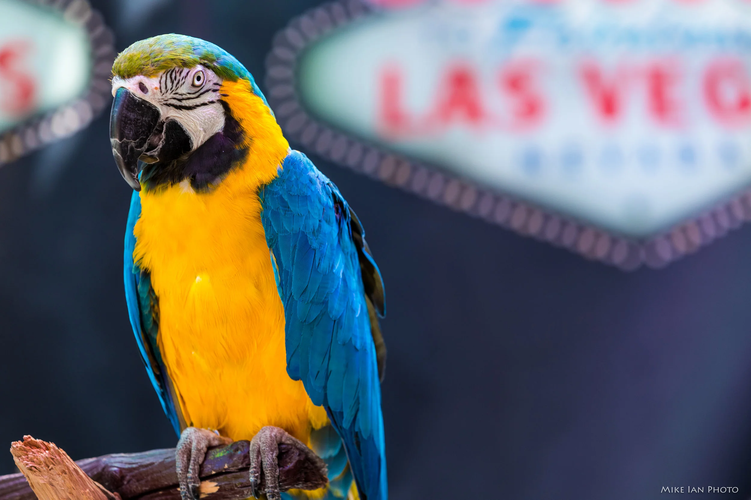 Vegas 2018 (22 of 26).jpg