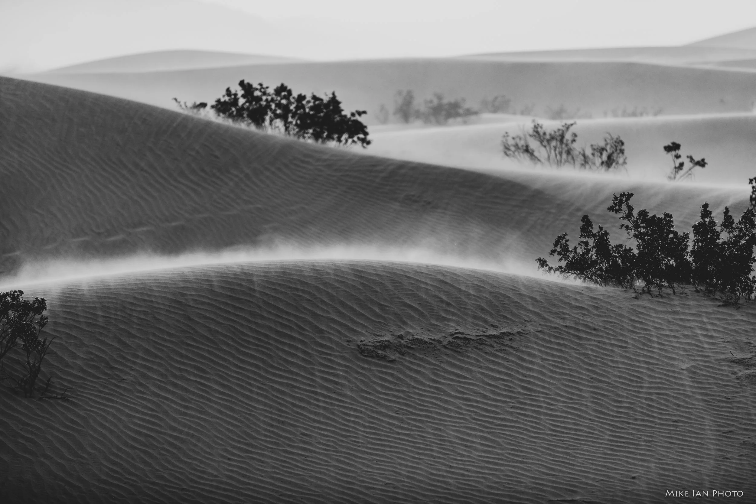 Mesquite Sand 2018 (3 of 6).jpg