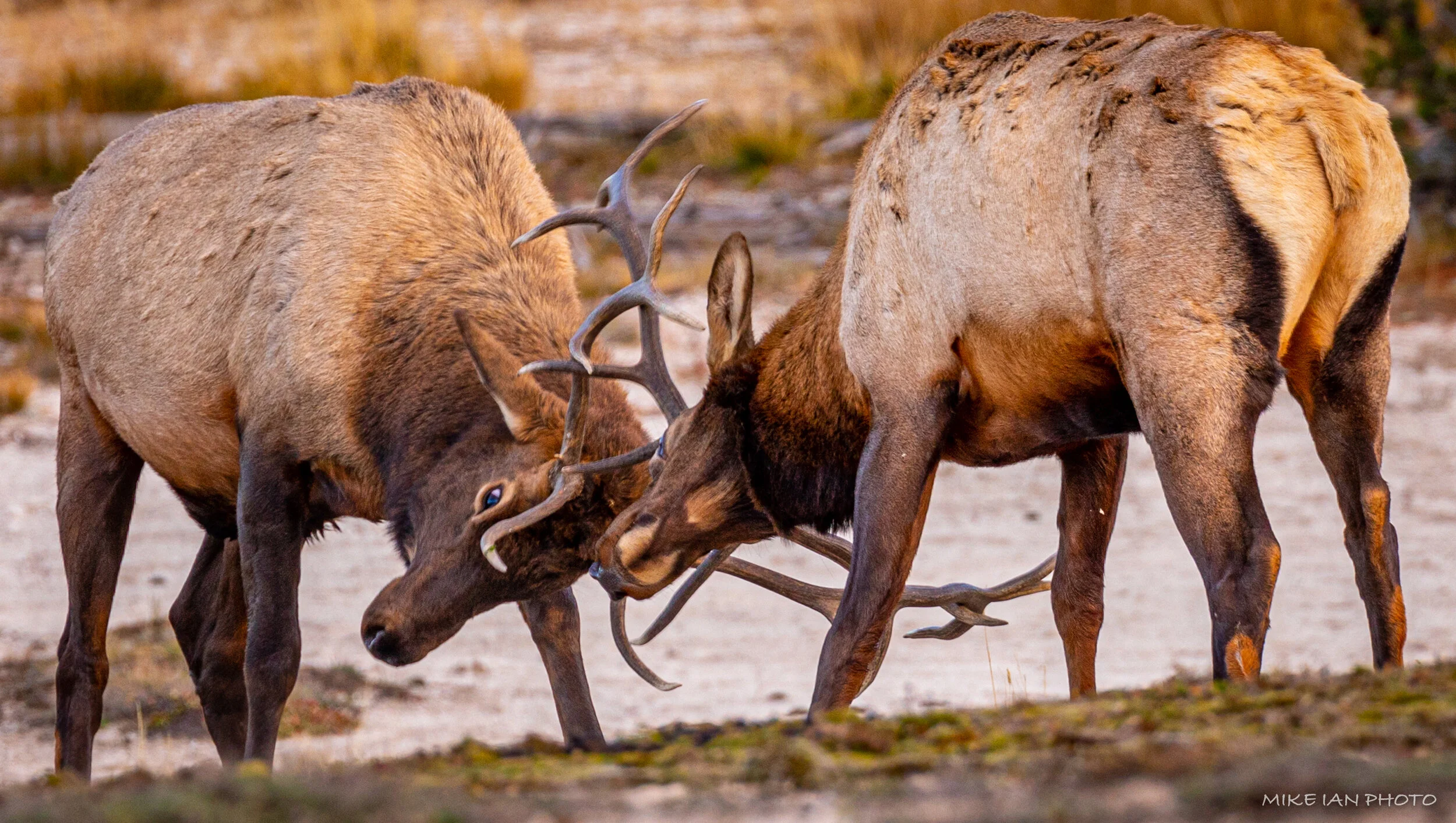 Yellowstone-Teton-100.jpg
