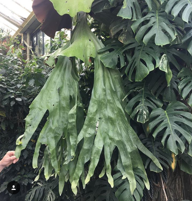 Staghorn fern