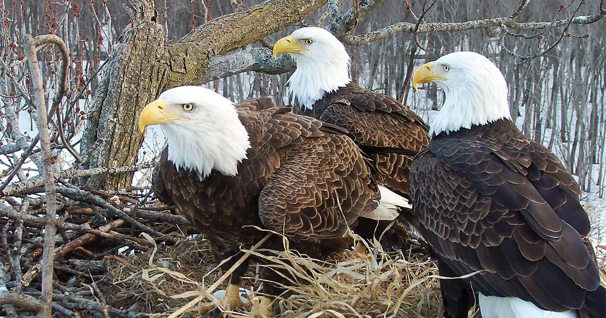 A Rare Bald Eagle Trio—Two Dads and a Mom—Captivates Webcam Fans In a tall tree situated on the Mississippi River in Fulton, Illinois, three eagles, a female and two males, are looking after three downy eaglets—keeping them warm, feeding them freshly caught catfish, and herding them away from the edge of the nest. The three parents take turns hunting and nest-sitting, often calling to one another for assistance. Read more.