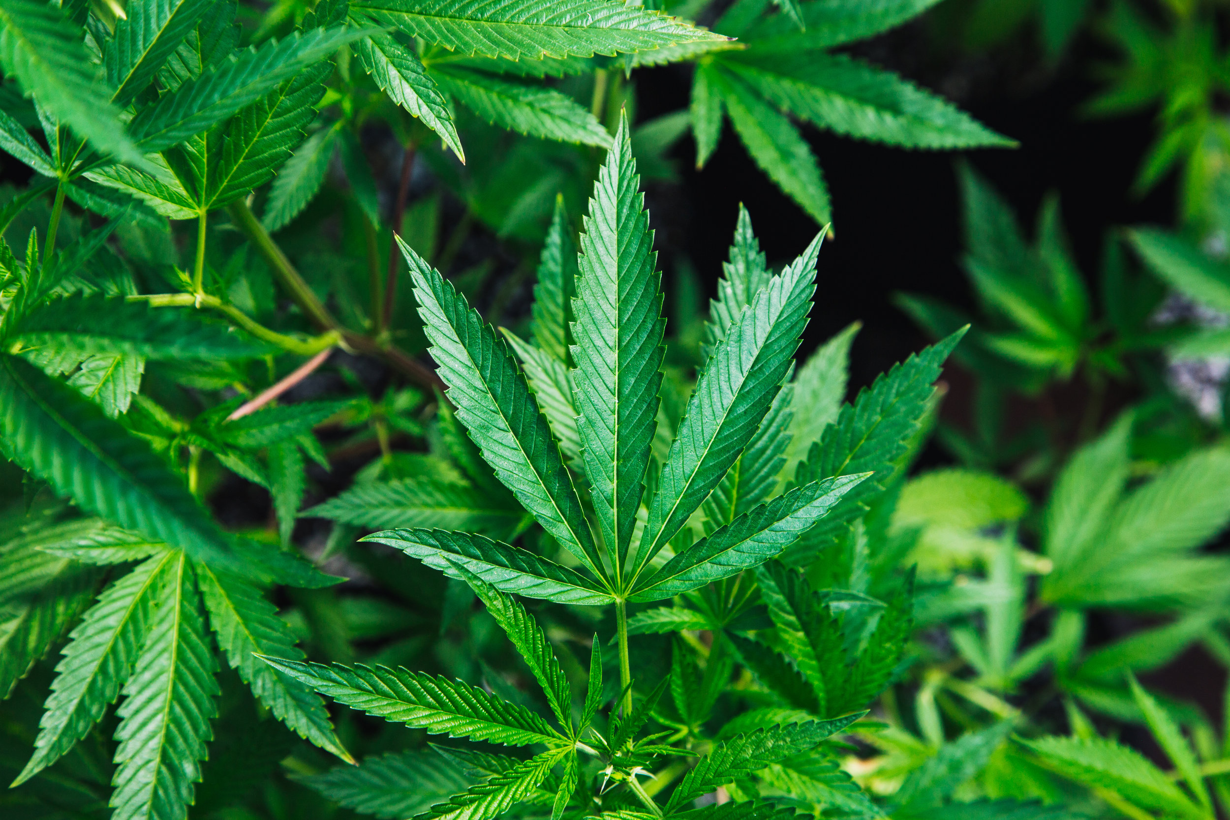 Hawaii Cannabis Business Insurance - Cavanah Associates