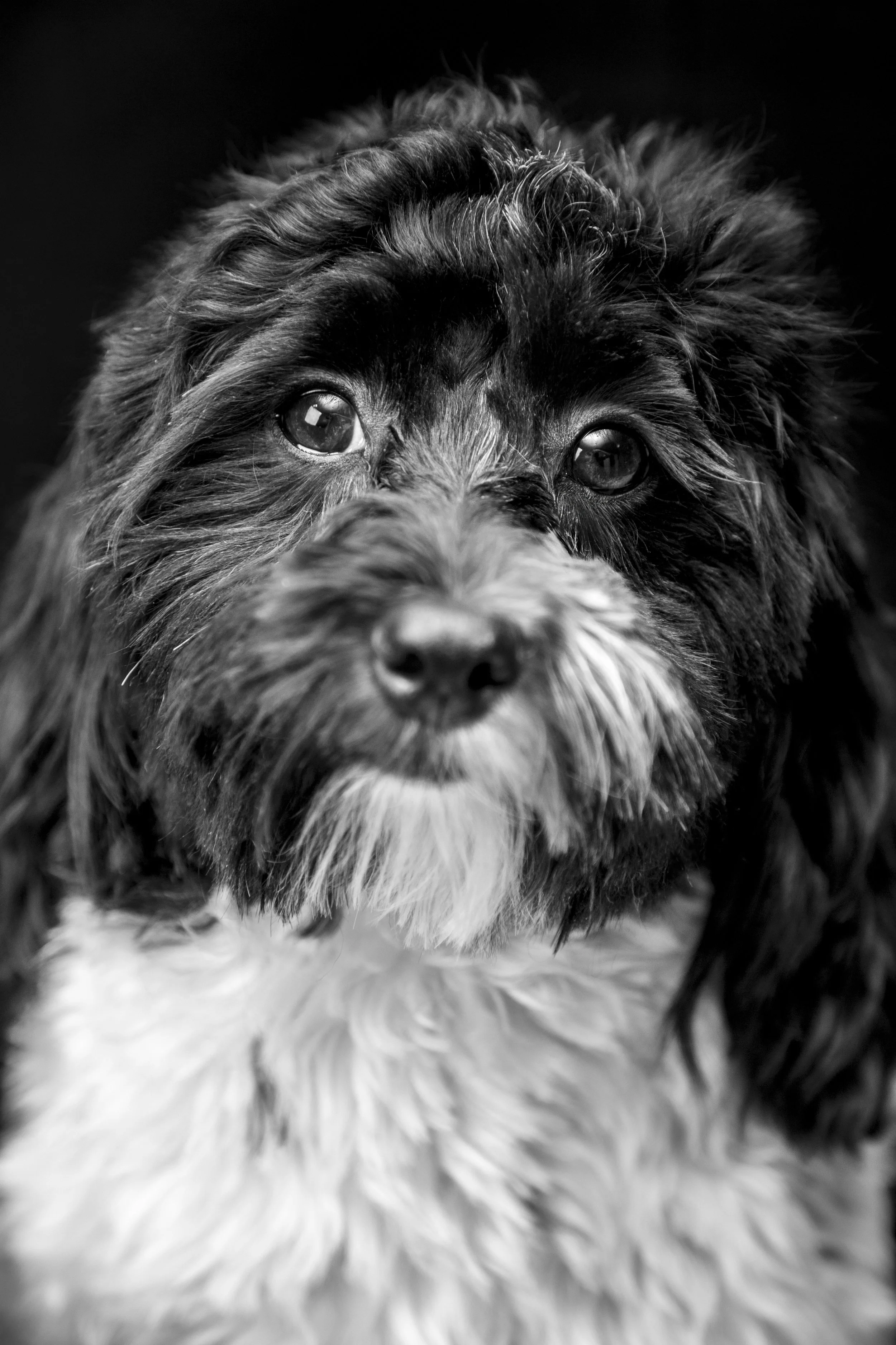 Headshot_HueyRyanBerry_January2017_2.jpg