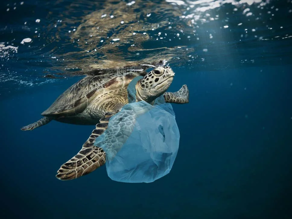 turtle-plastic.jpg