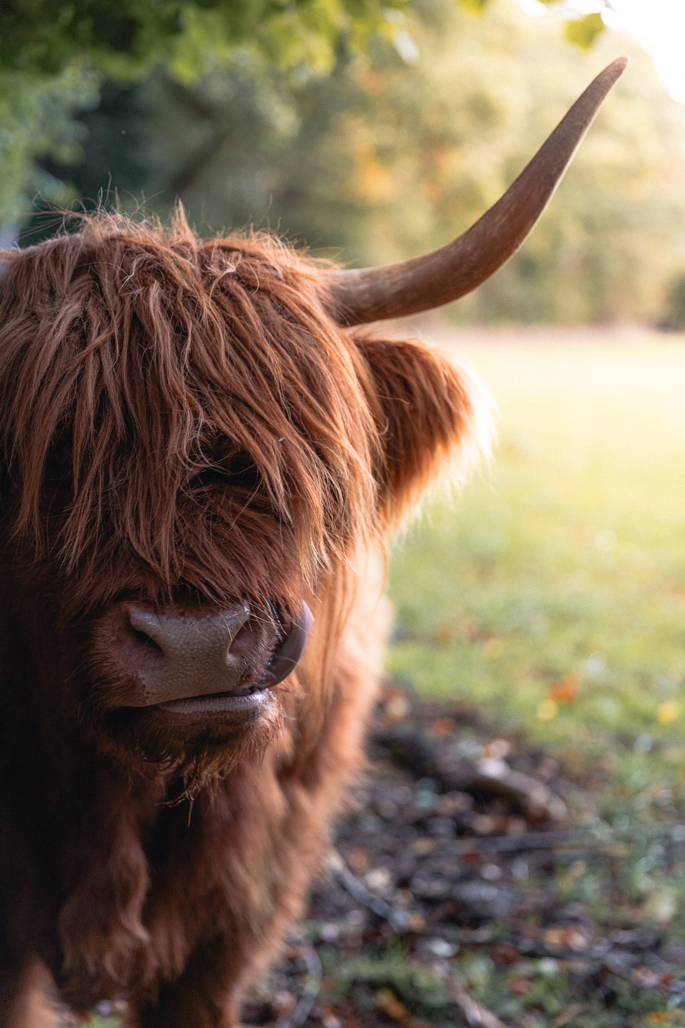 Highland Cow (Tounge Out) 30x20.jpg
