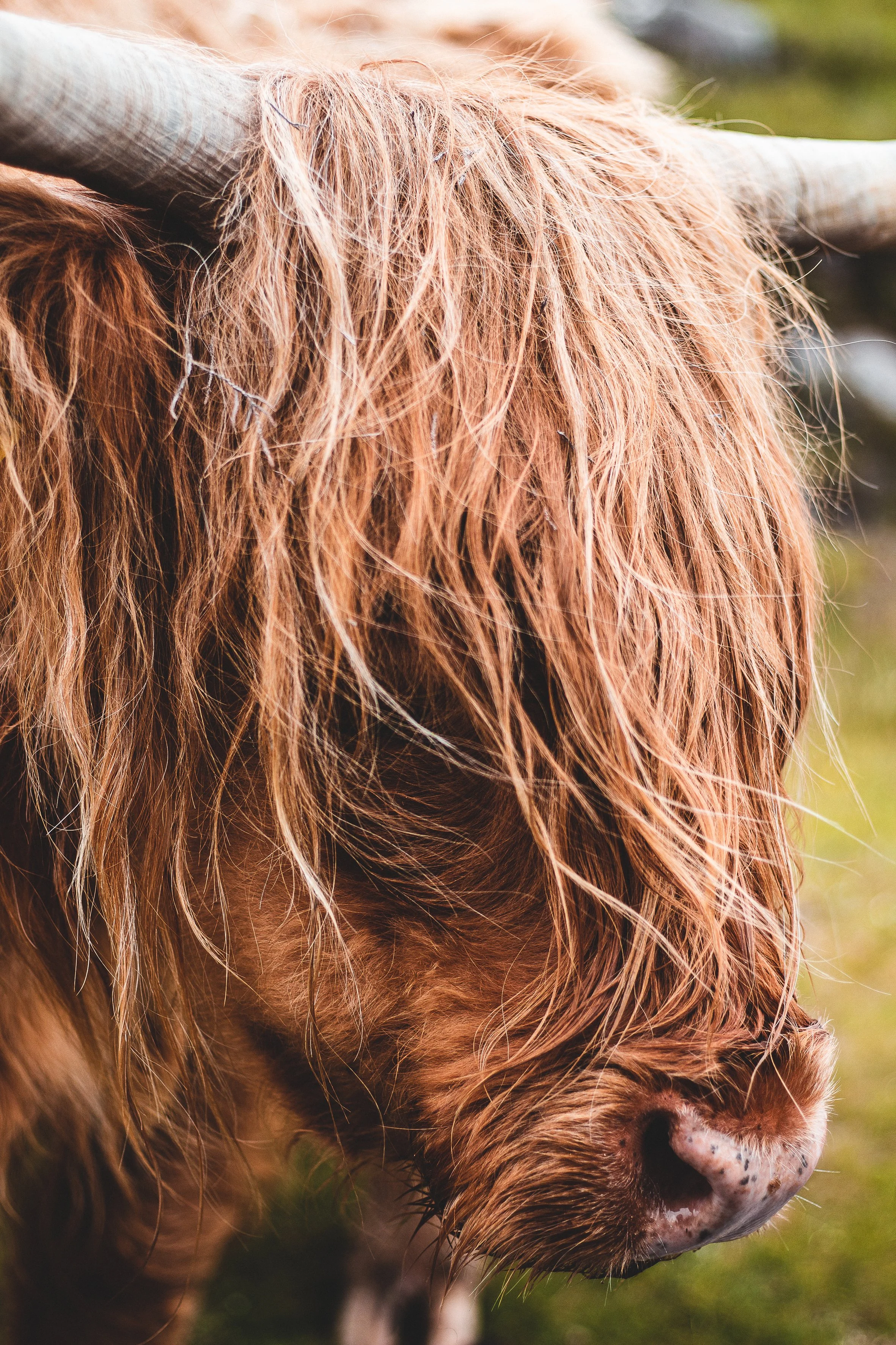 Highland Cow (Close-Up) 30x20.jpg