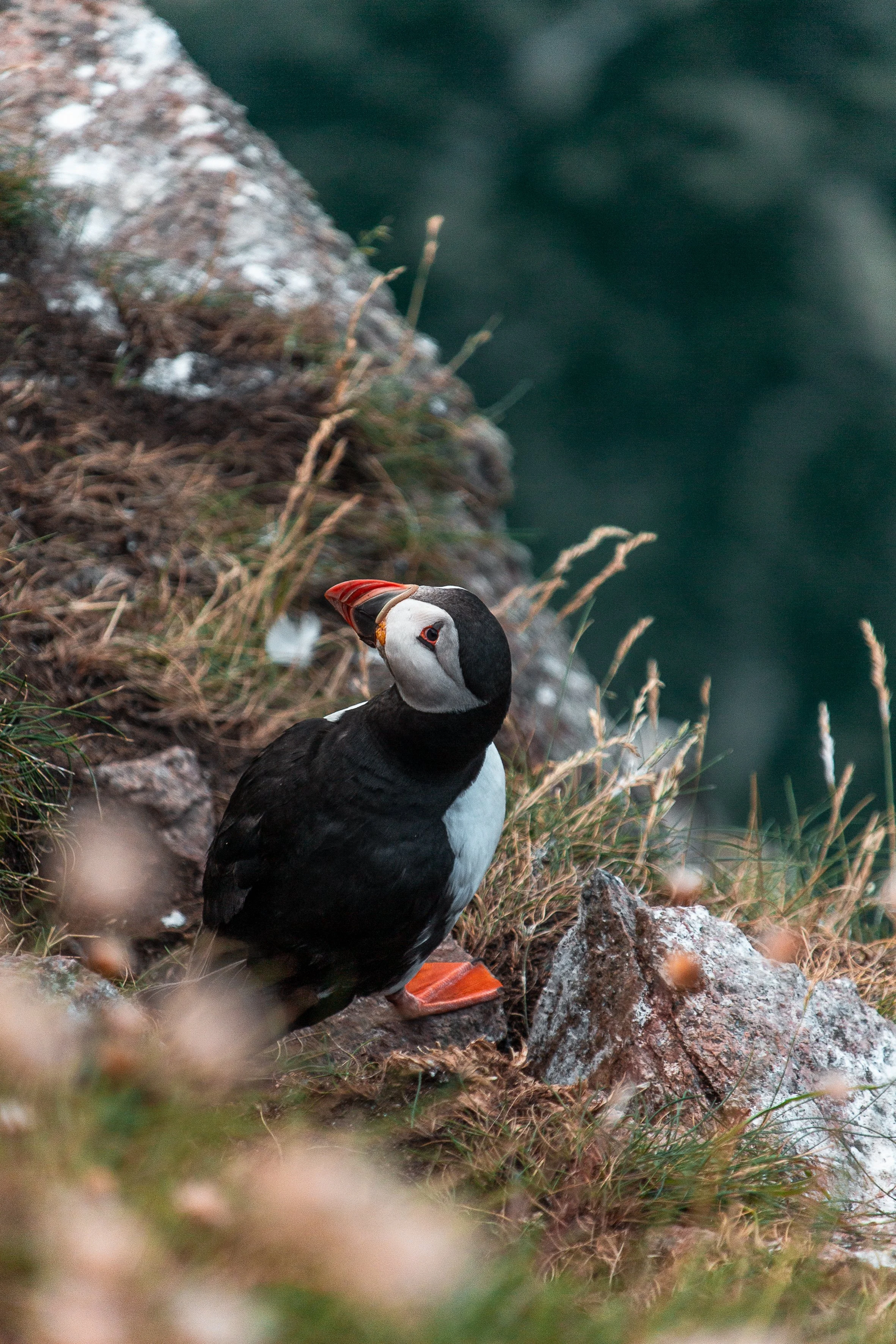Puffin 30x20.jpg