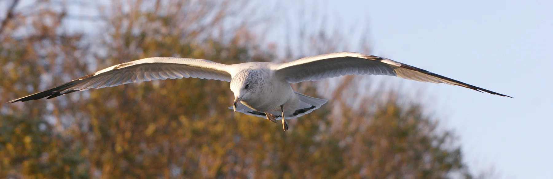 Gull in Flight