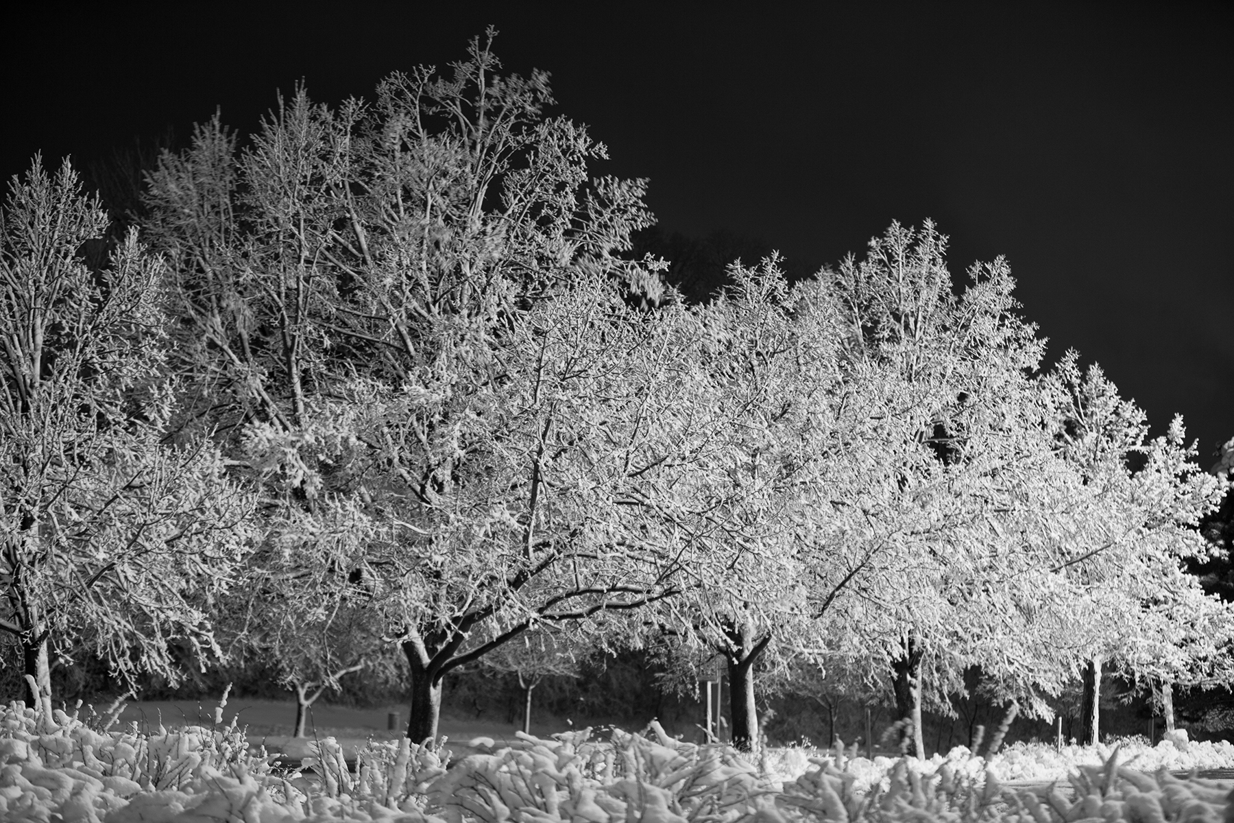 Snowy Trees