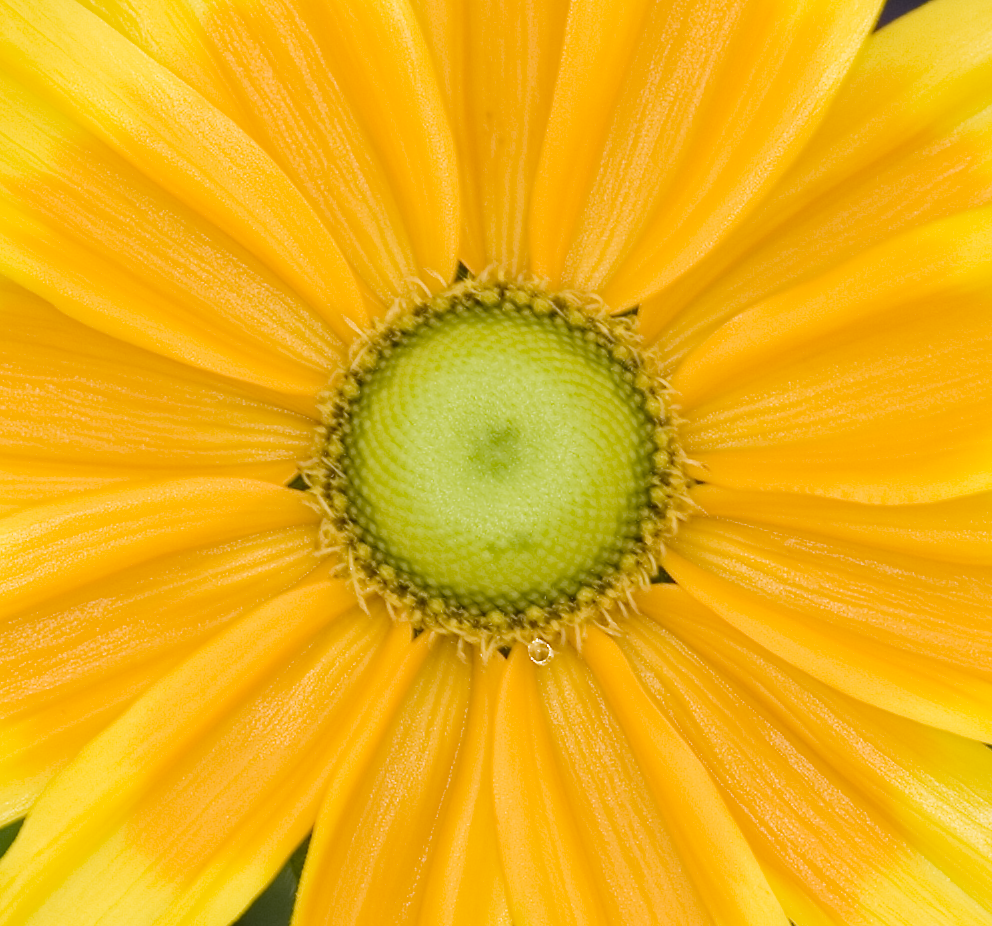 Sunny Yellow Flower