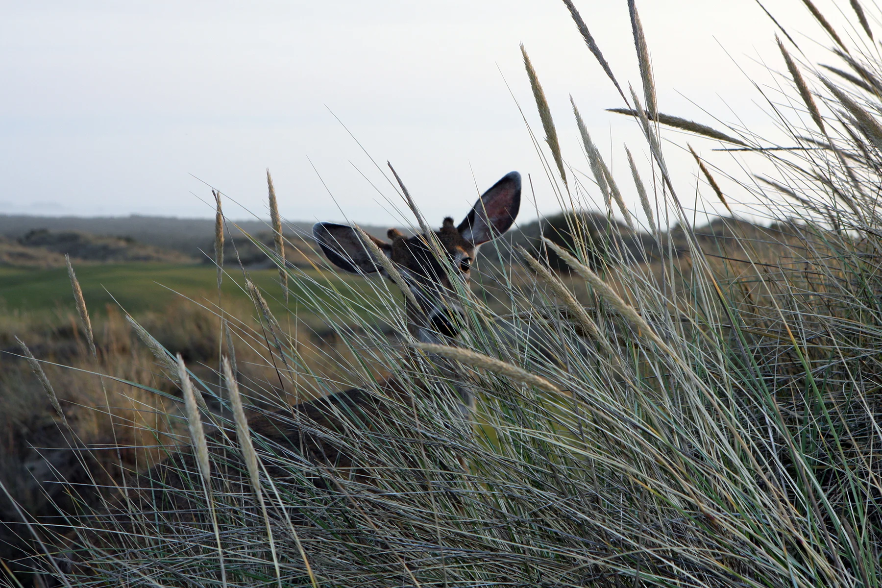 Deer at Bandon Dunes