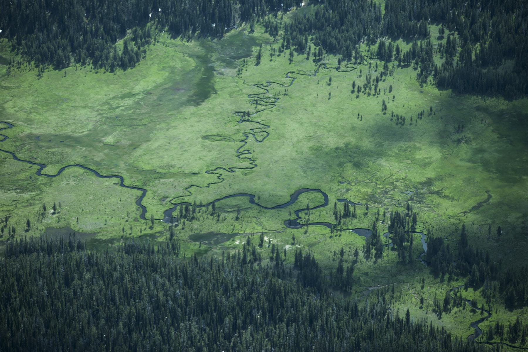 Rivers and Forests