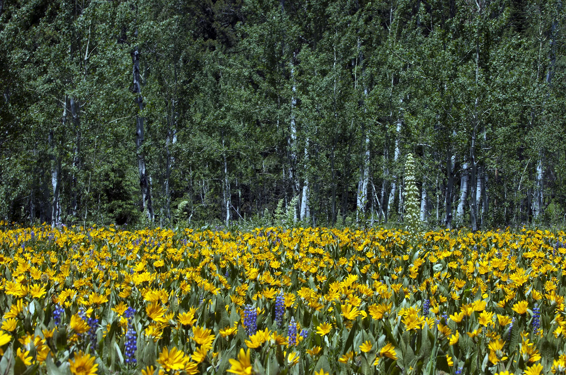 Flowers and Forest